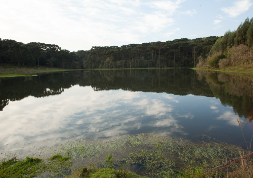 Reserva de Araucárias