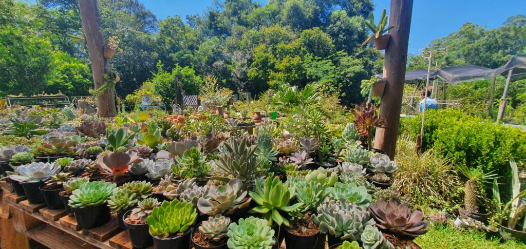 JARDIM SECRETO DAS SUCULENTAS