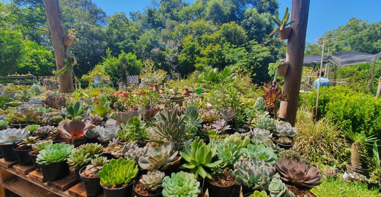 Jardim secreto das suculentas (Rota)