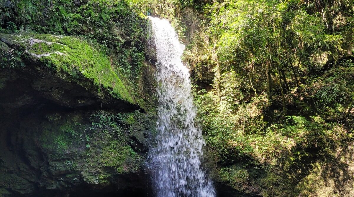 Cascata Plums