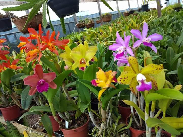 Chácara Recanto das Orquídeas