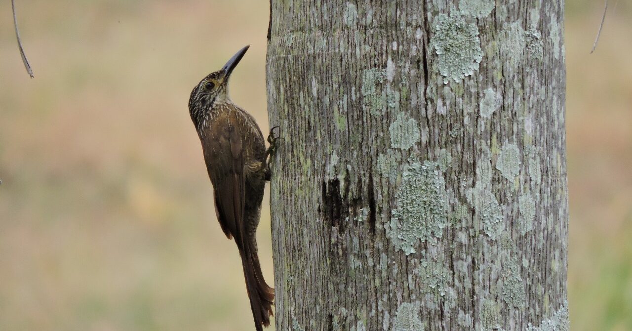 Observatório de Aves e Pequenos Animais